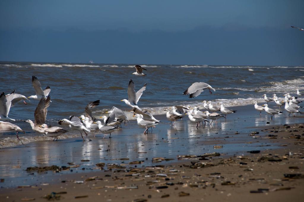 Berrie'S Sea View Lejlighed Zandvoort Eksteriør billede
